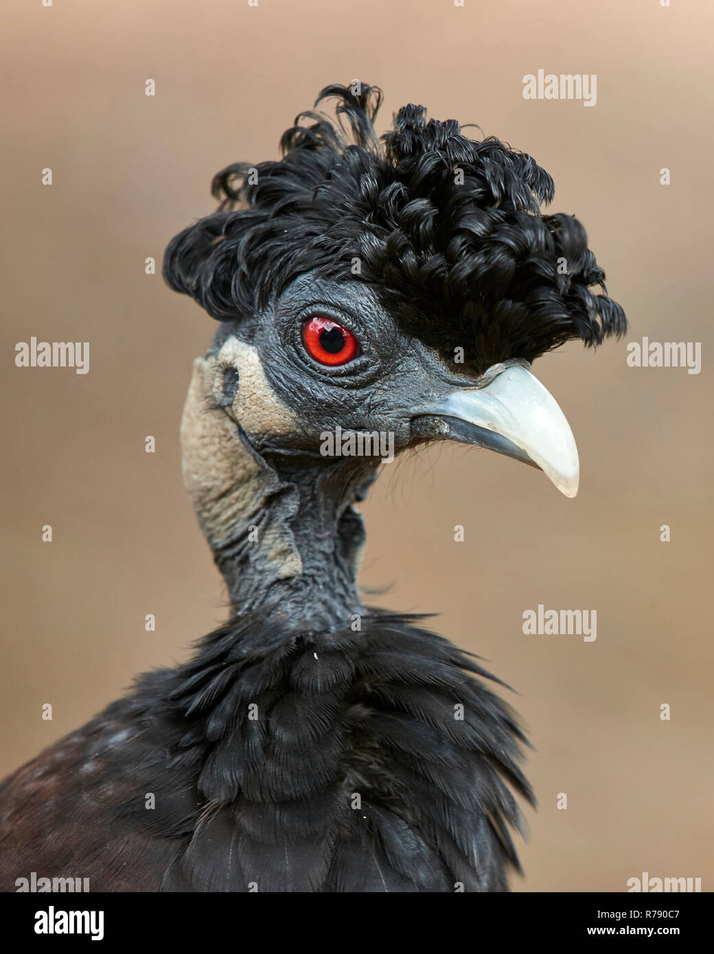 Crested Guineafowl (Guttera pucherani) - retrato mostrando cresta de rizado plumas negras en la coronilla de la cabeza Foto de stock
