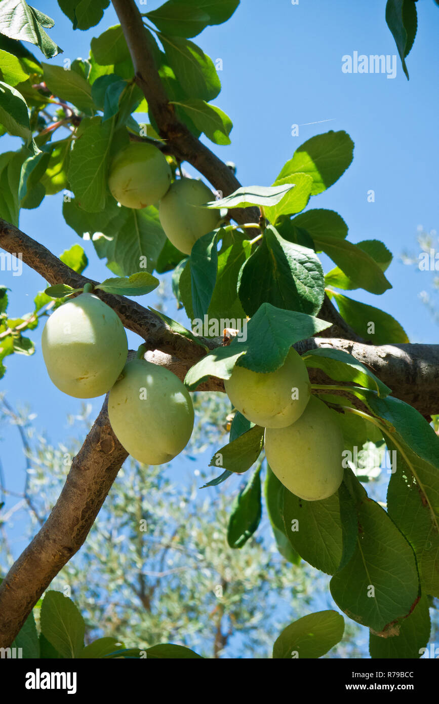 Ciruelas que crecen. Foto de stock