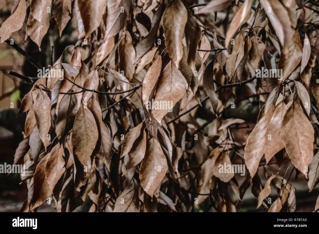 Árbol con hojas secas a última hora de la tarde en los trópicos Foto de stock