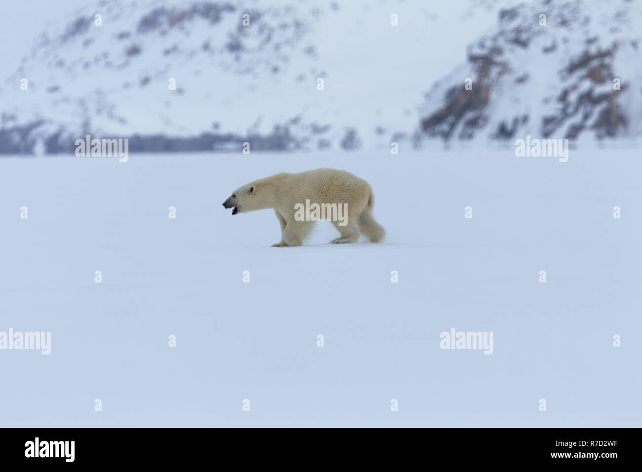 Macho joven oso polar en la isla de Baffin Foto de stock