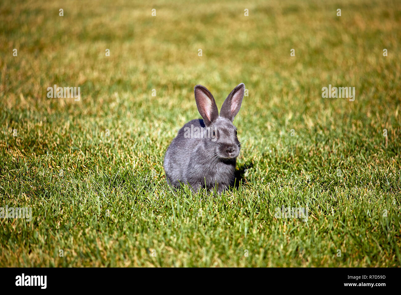 Conejo sentado en la hierba en Canmore, Canadá Foto de stock