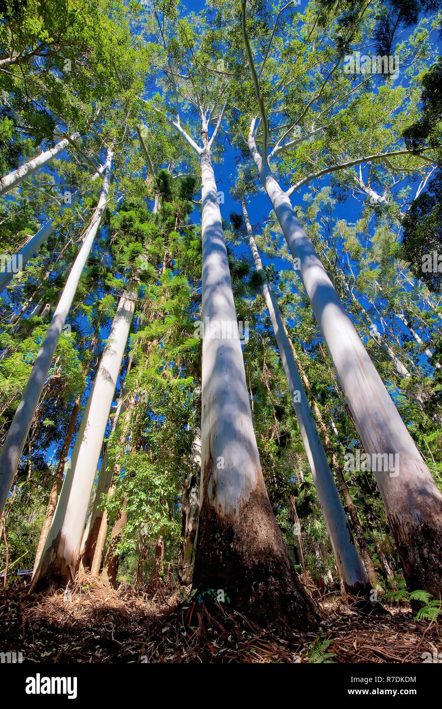 Bosque de eucaliptos en la Isla Fraser, Queensland, Australia Foto de stock