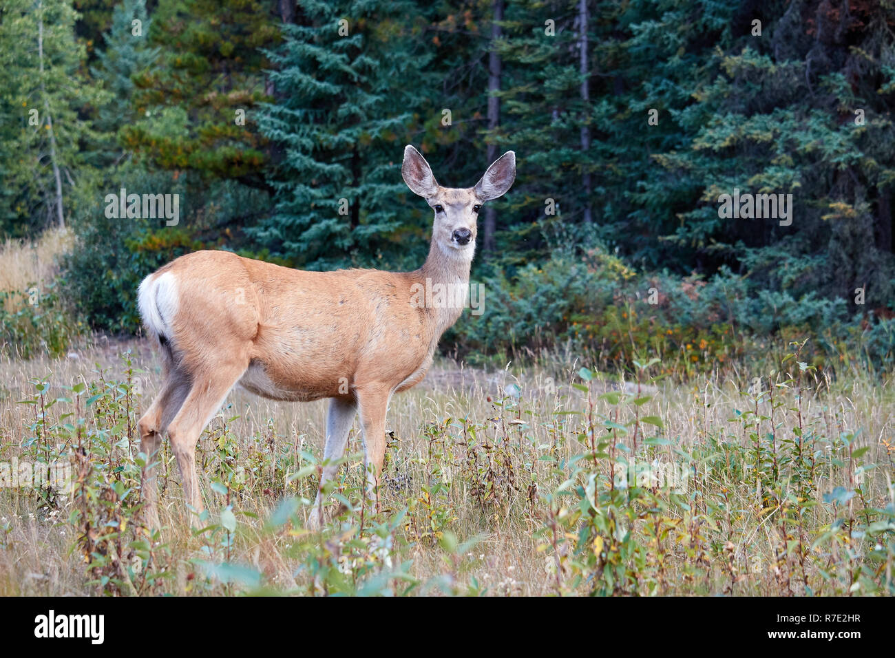 Hembra de ciervo mula en Jasper NP, Canadá Foto de stock