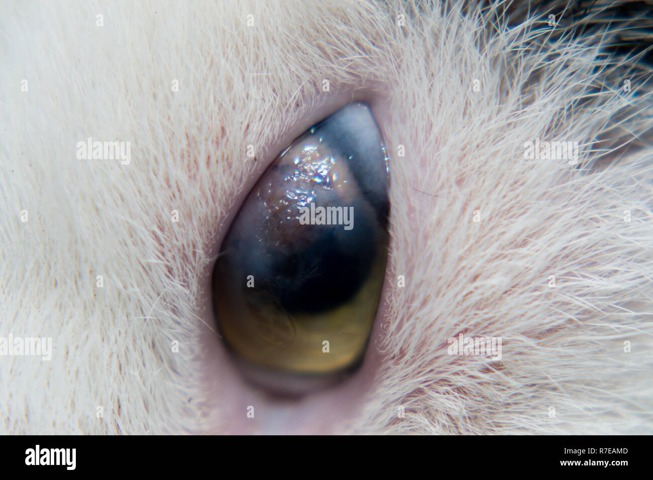 Gato adulto con úlcera corneal Fotografía de stock - Alamy