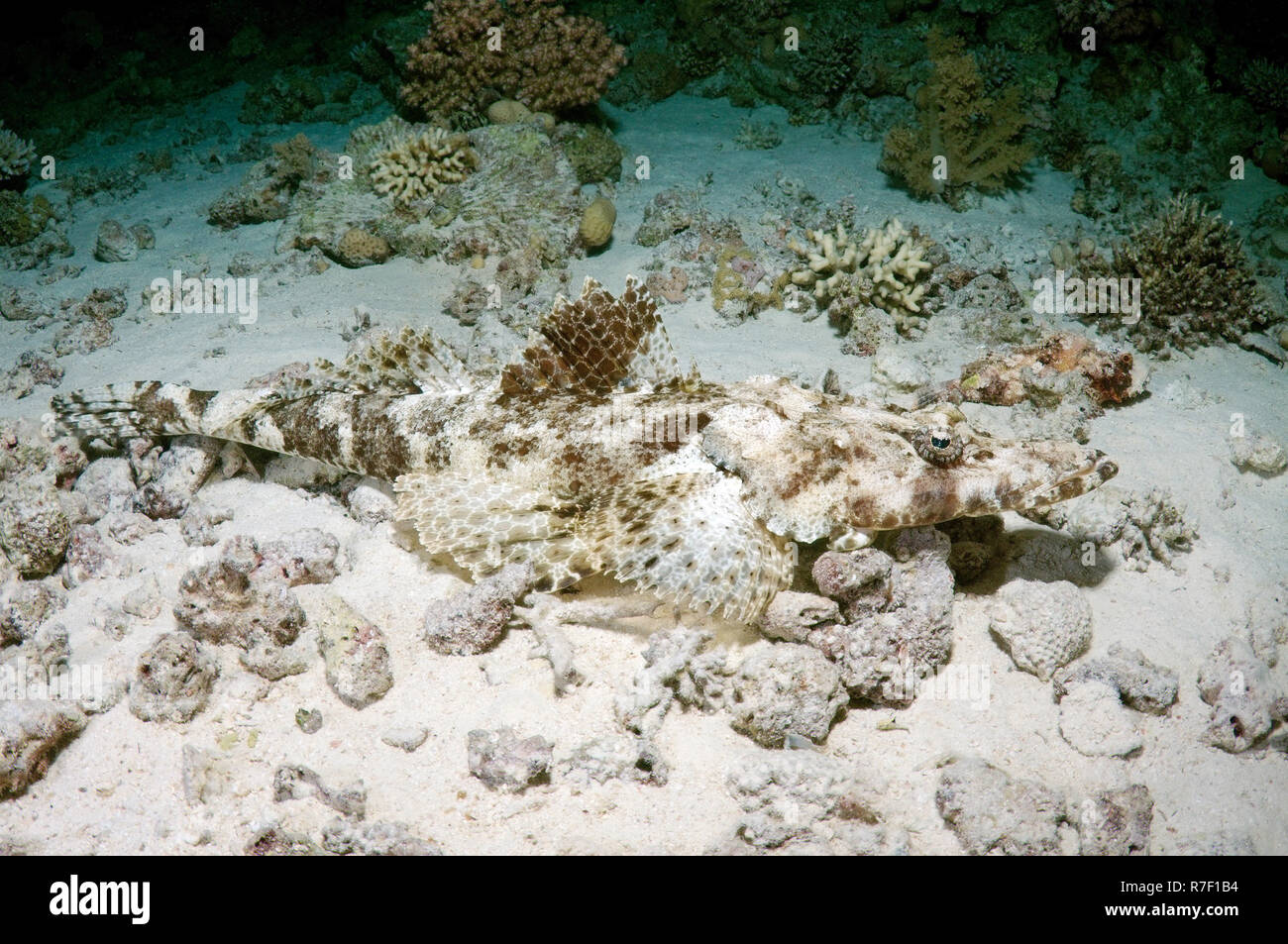 Tentáculos- (Flathead Papilloculiceps longiceps), camuflaje, Mar Rojo, Egipto Foto de stock