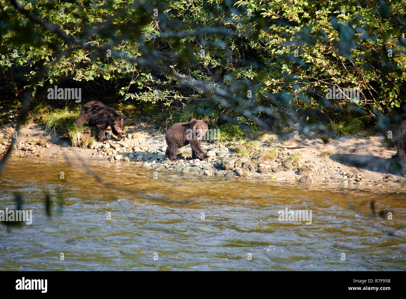 Grizzly Bear cubs, Great Bear Rainforest Foto de stock