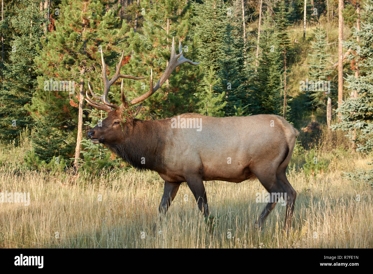 Wapiti macho en Jasper NP, Canadá Foto de stock