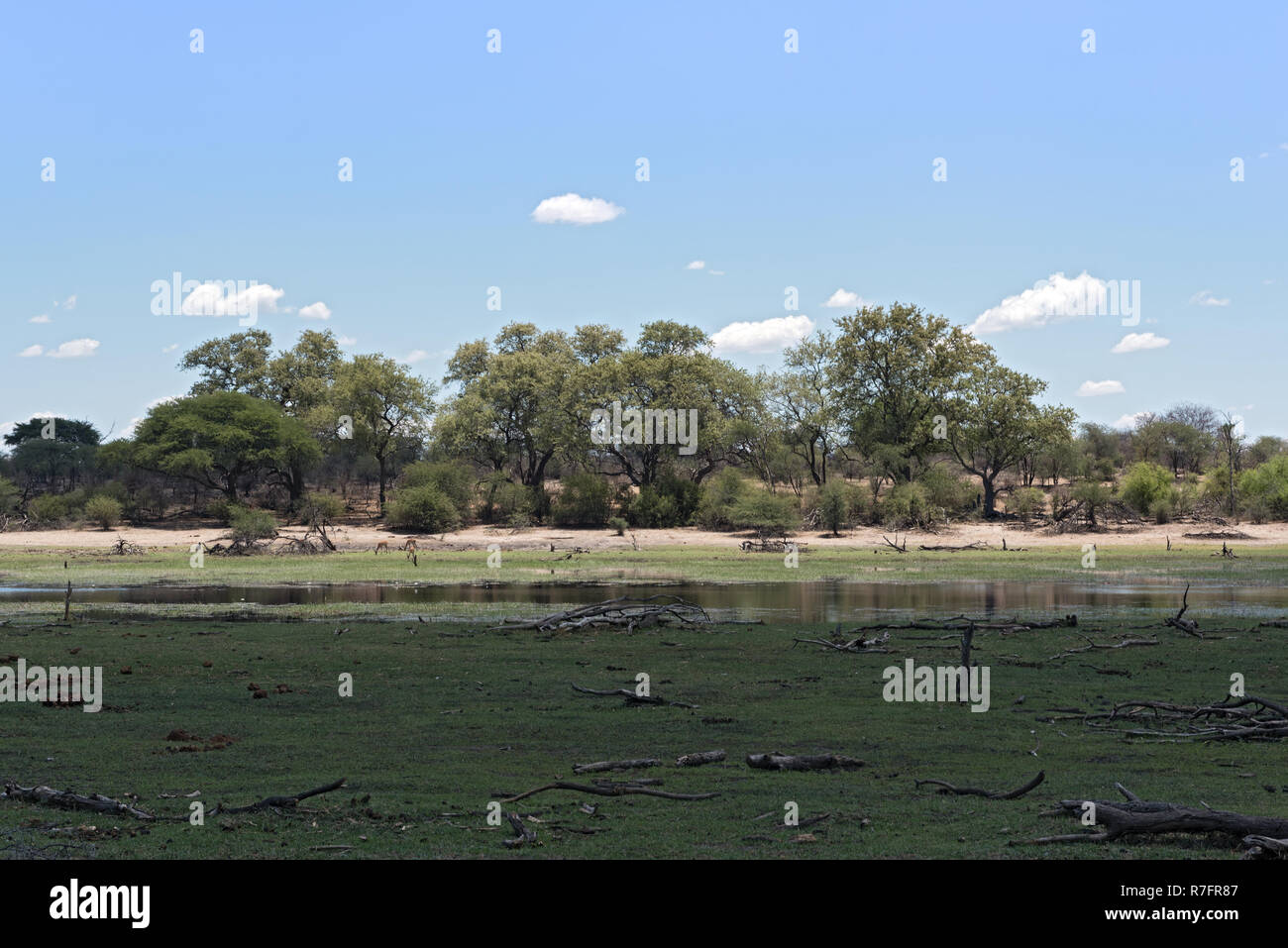 Paisaje en el río Boteti, Parque Nacional Makgadikgadi, Botswana, África Foto de stock