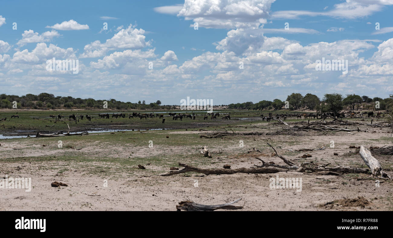 Paisaje en el río Boteti, Parque Nacional Makgadikgadi, Botswana, África Foto de stock