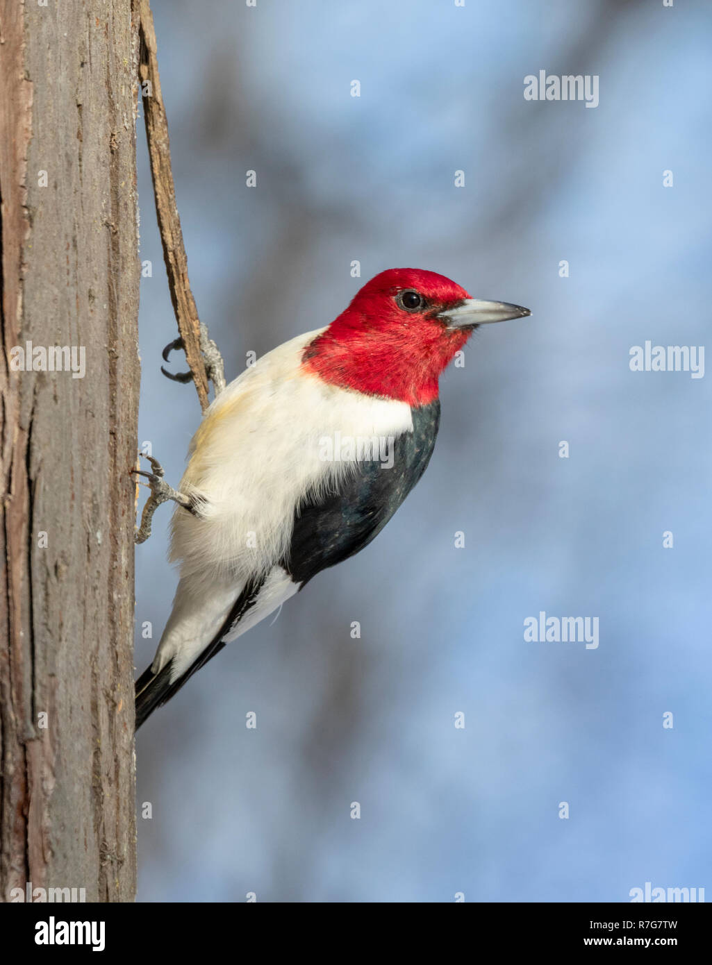Pájaro carpintero de cabeza roja (Melanerpes erythrocephalus) adulto mirando alrededor, Iowa, EE.UU. Foto de stock
