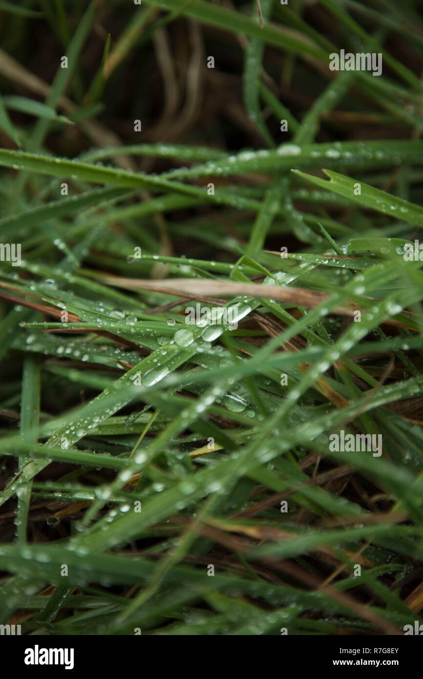 Gotas De Agua Que Mantienen Su Forma En La Hoja De Hierba Fotograf A De Stock Alamy