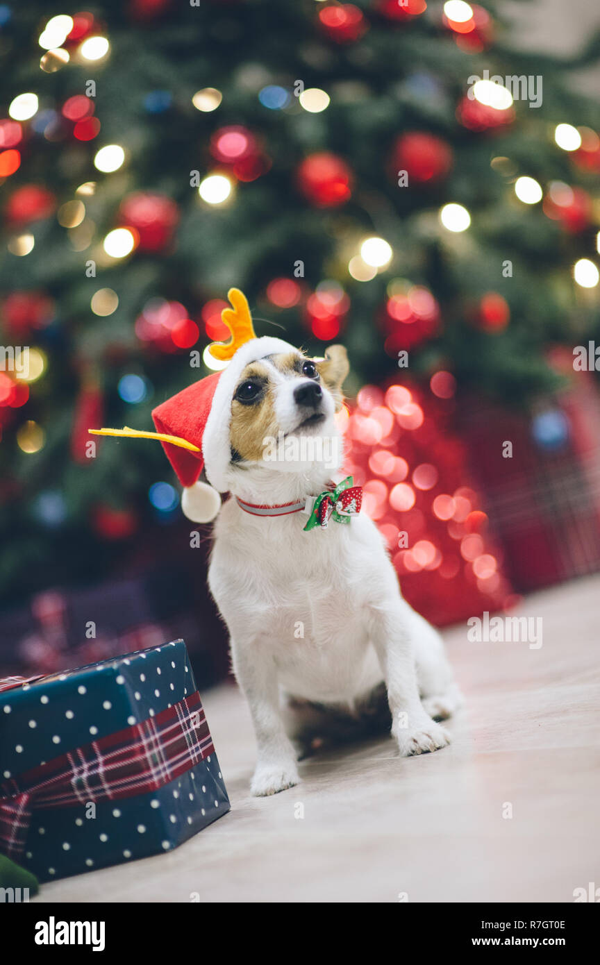 Gracioso perro Jack Russell terrier en santa sombrero en la decoración de  navidad con árbol y juguetes Fotografía de stock - Alamy