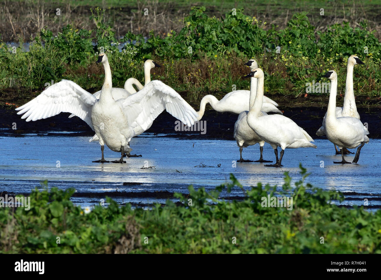 Trumpeter cisnes negociar los humedales cubiertas de hielo del Martindale valle cerca de Victoria, British Columbia, Canadá Foto de stock