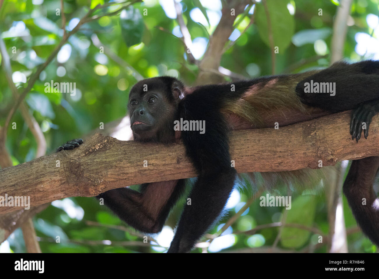 Mono aullador negro, género Alouatta monotípico en la subfamilia Alouattinae, uno de los más grandes de monos del Nuevo Mundo, descansa sobre una rama en su hábitat la lluvia Foto de stock