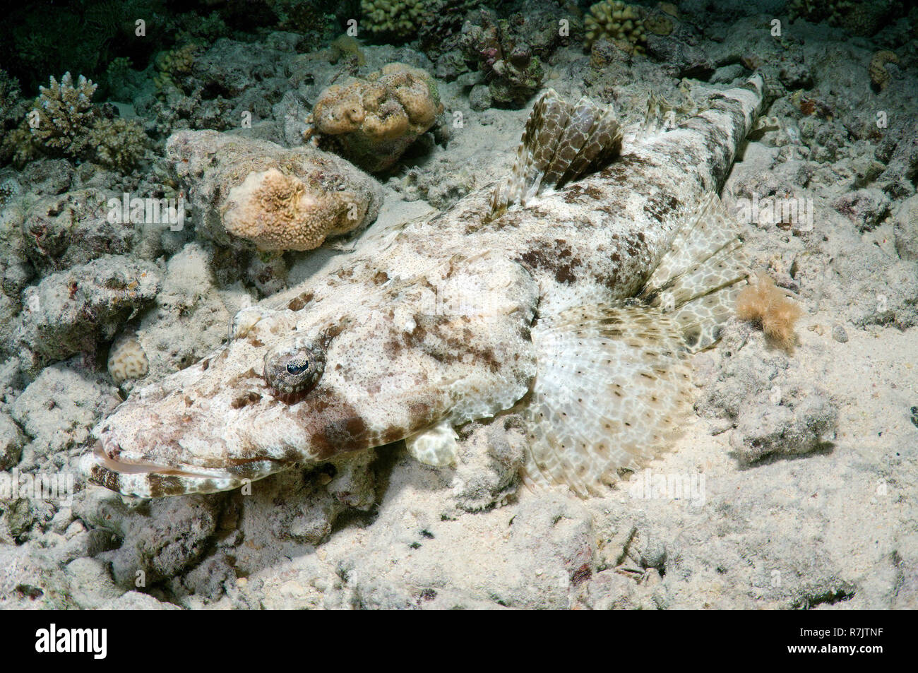Tentáculos- o Crocodilefish Flathead (Papilloculiceps longiceps), Mar Rojo, Egipto Foto de stock