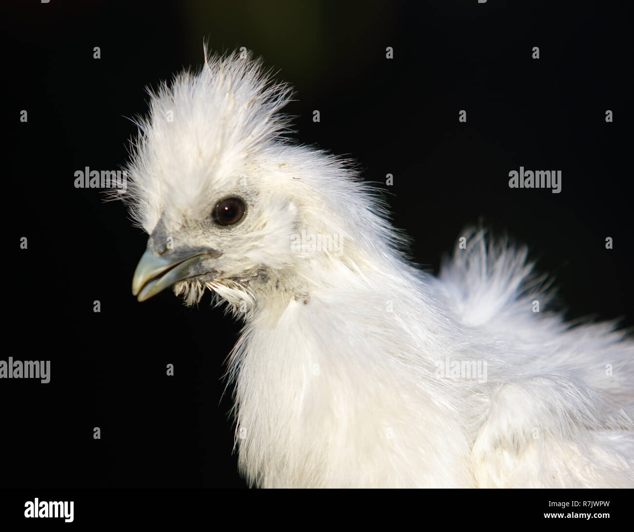 Detalle de la cabeza de pollo de seda blanco Foto de stock