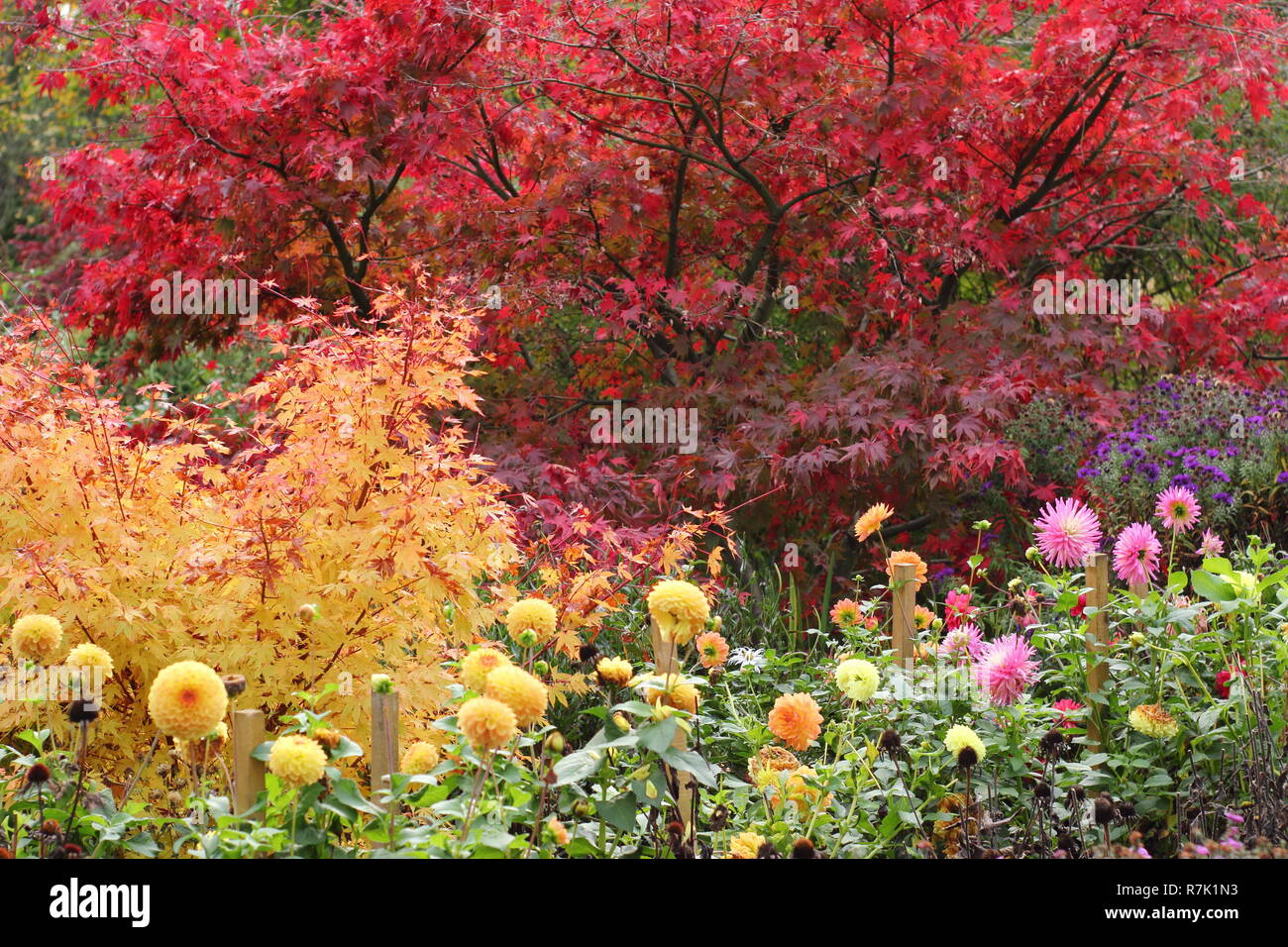 Autumn Garden frontera con hojas rojas de Acer palmatum Matsukaze, árbol de follaje amarillo de Acer palmatum Sango kaku y dalia flores, Octubre, REINO UNIDO Foto de stock
