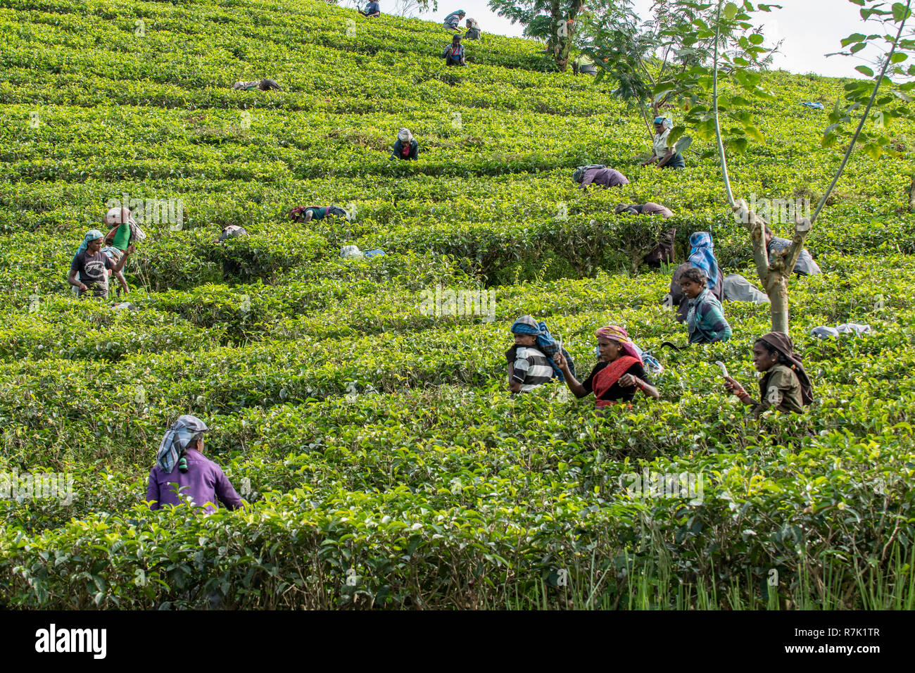 La poda en plantaciones de té, cerca de Talawakele, Sri Lanka Foto de stock