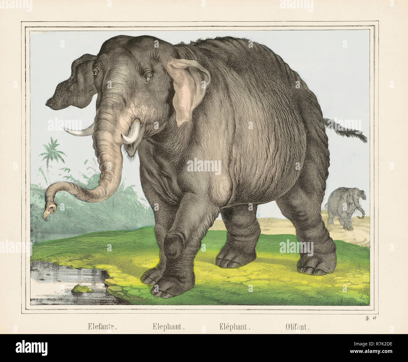 Un Elefante. Después de un siglo xix imprimir. Foto de stock