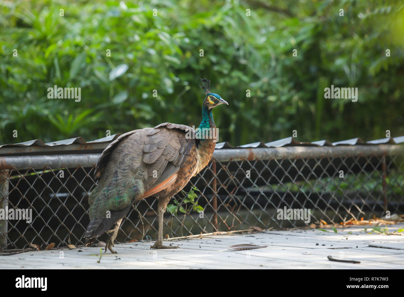 Indian Peafowl peafowl (azul), grandes y coloridas aves. Hembra Peahens falta capacitar, y tienen la parte inferior del cuello verdoso y más sorda plumaje pardo. Th Foto de stock