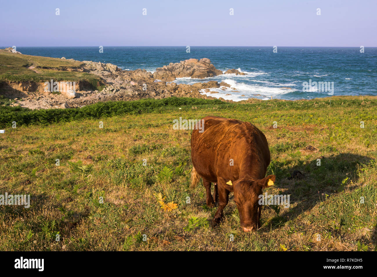 El pastoreo de vacas, Porth Wreck, Santa María, Isles of Scilly, Reino Unido Foto de stock