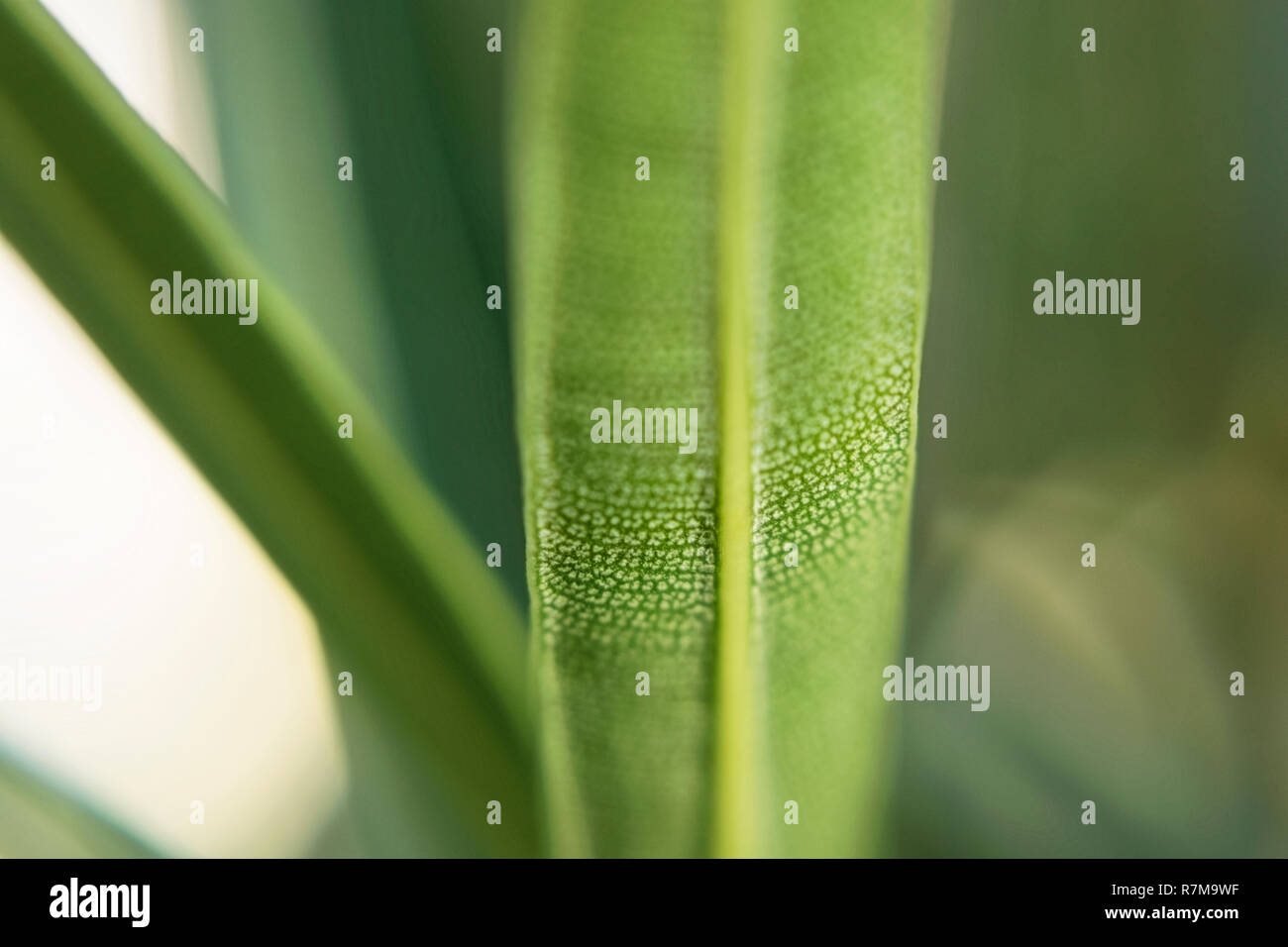 Hojas Largas Y Delgadas De Color Verde Fotograf As E Im Genes De Alta Resoluci N Alamy