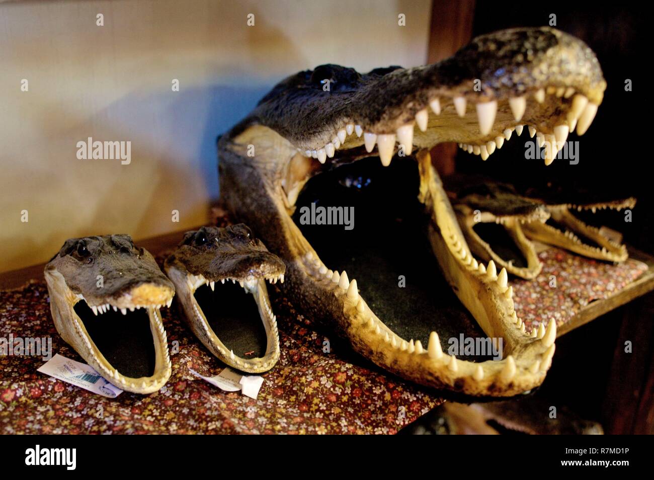 Estados Unidos, Louisiana, venta de cabeza de cocodrilo Fotografía de stock  - Alamy