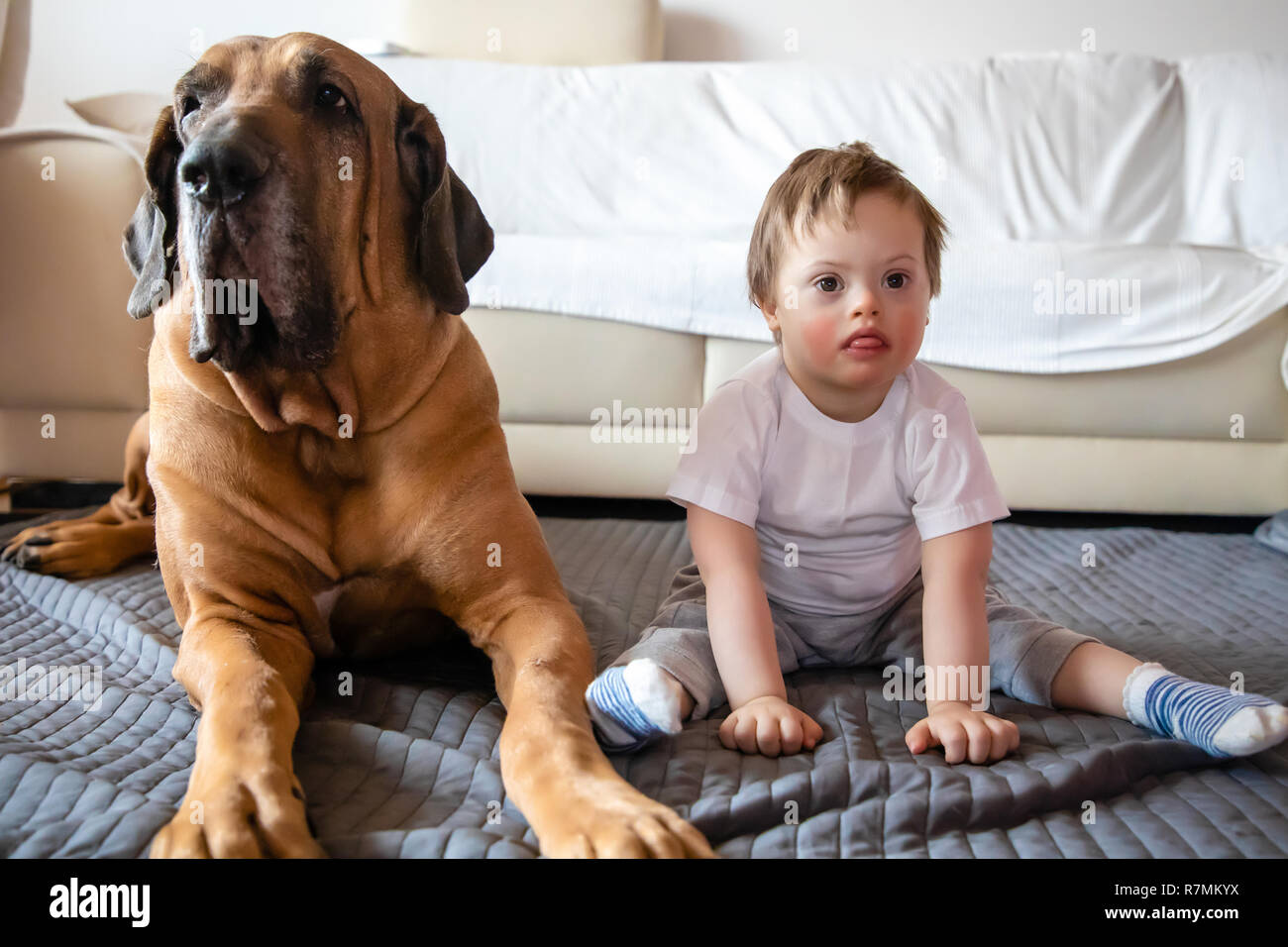 Cute niño pequeño con síndrome de Down jugando con gran perro de raza Fila  Brasileiro Fotografía de stock - Alamy