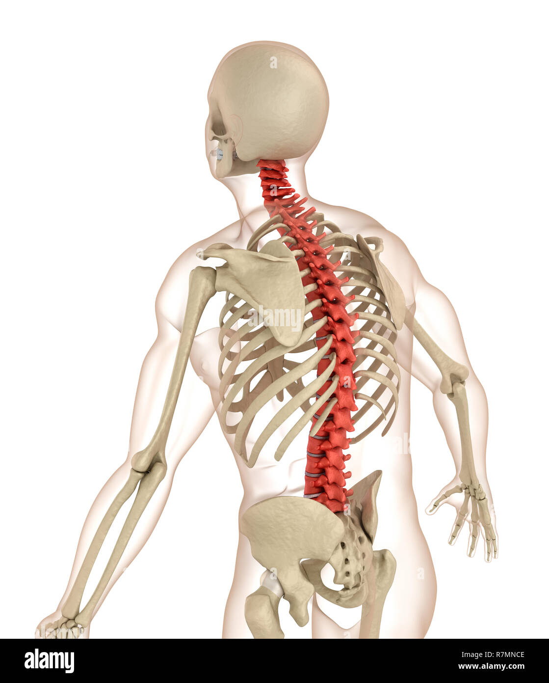 Anatomía de la columna vertebral: MedlinePlus enciclopedia médica  illustración