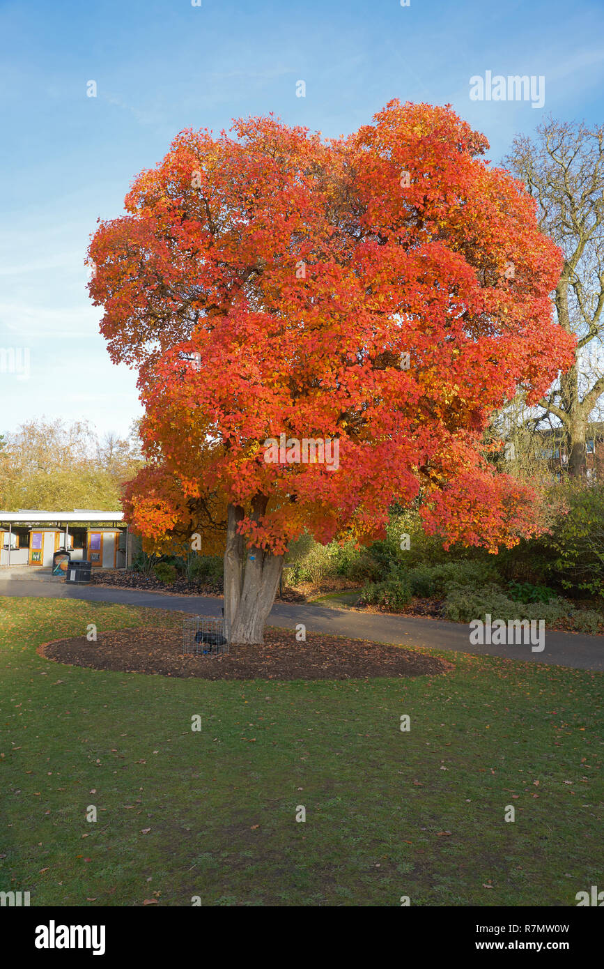Smoketree americano fotografías e imágenes de alta resolución Alamy