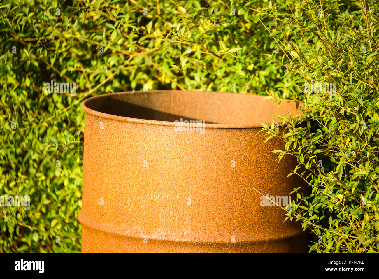 Rusty viejo barril de acero contra arbustos verdes. Este barril se utiliza ocasionalmente como una hoguera en un jardín para quemar las ramitas y otros de madera Foto de stock