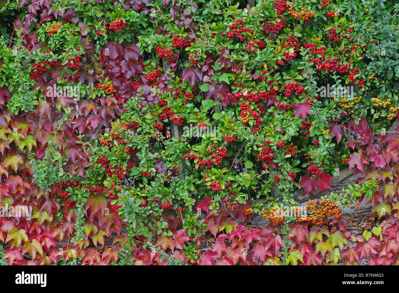 Colores de otoño: frutos de Pyracantha (Firethorn) y hojas de Parthenocissus tricuspidata (Boston) hiedra venenosa o uva Foto de stock