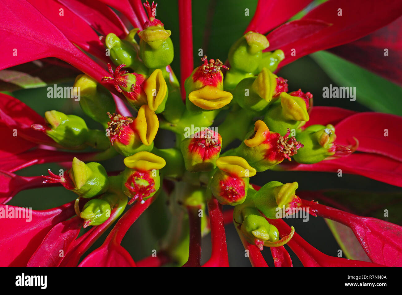 La Cyathium de Euphorbia pulcherrima, el Poinsettia, familia Euphorbiaceae Foto de stock