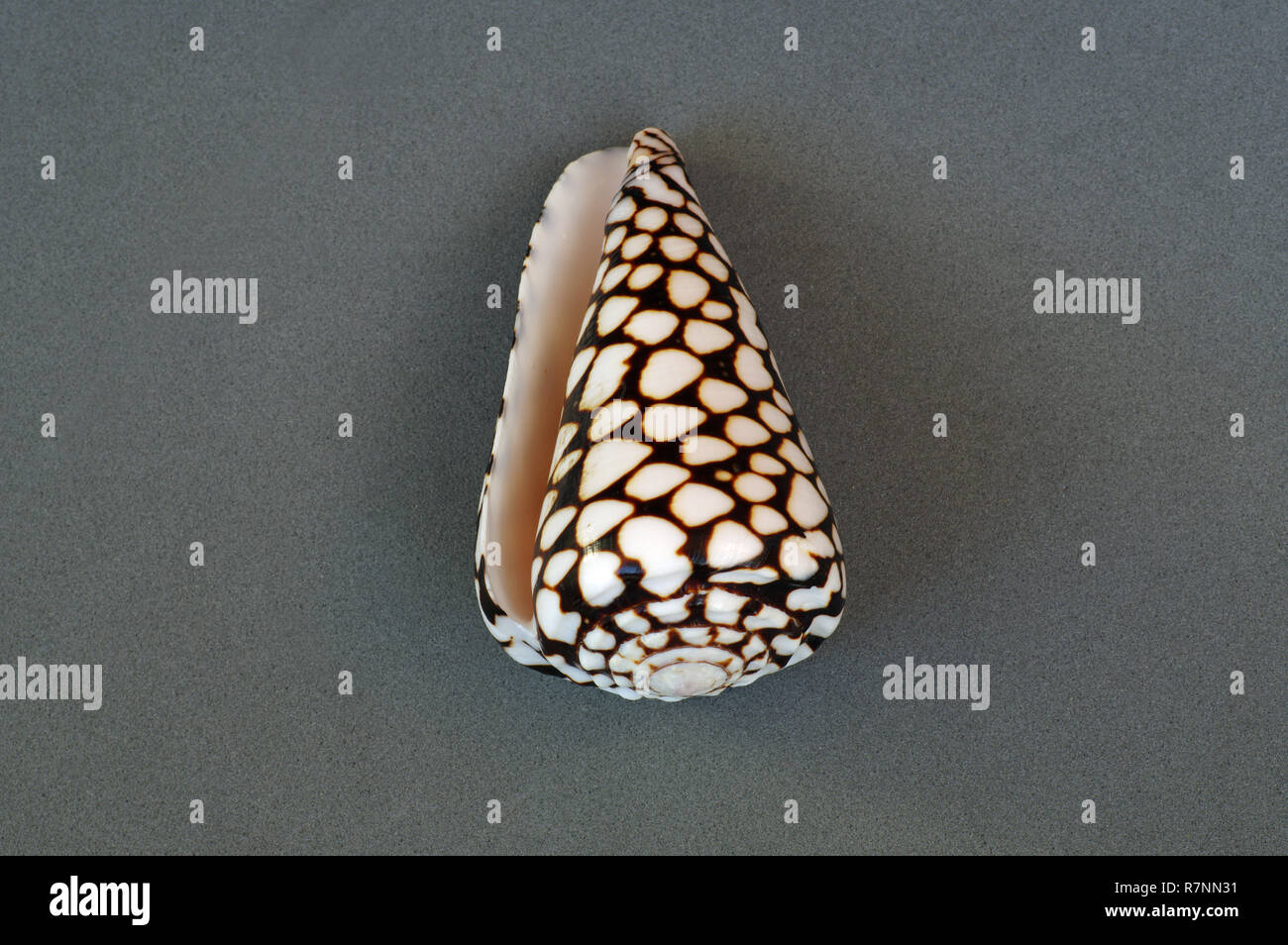 La concha del caracol del mar Conus marmoreus, el Mármol, caracol cono Conidae orden Foto de stock