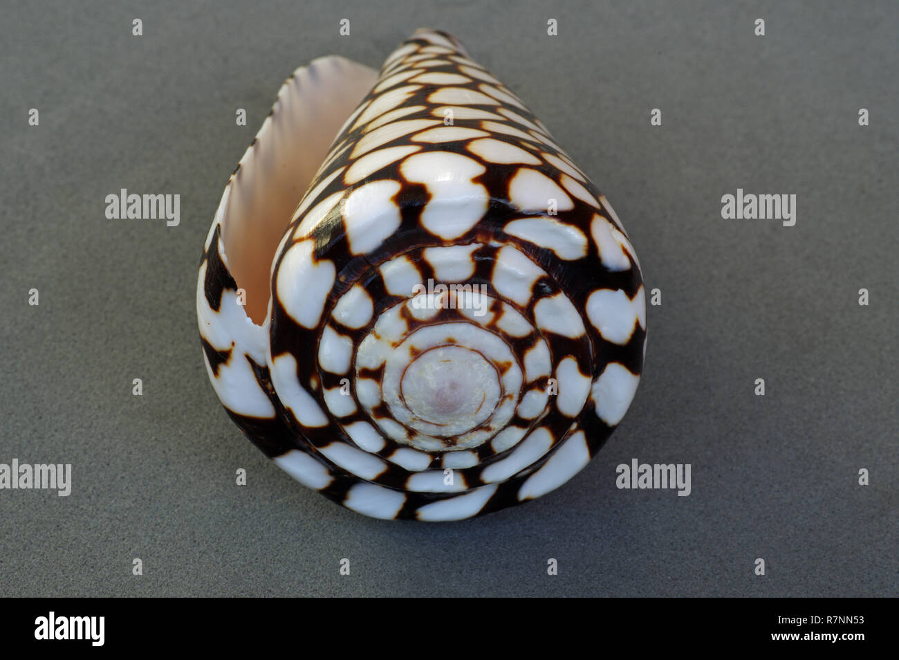 La concha del caracol del mar Conus marmoreus, el Mármol, caracol cono  Conidae orden Fotografía de stock - Alamy