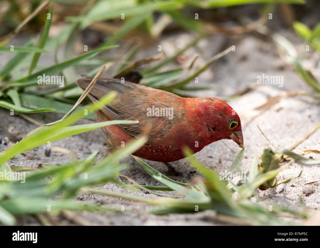 Rojo-facturados Firefinch (Lagonosticta senegala) Foto de stock