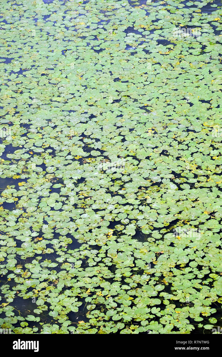 Alfombra Verde De Muchas Plantas Con Hojas Redondeadas Flotando