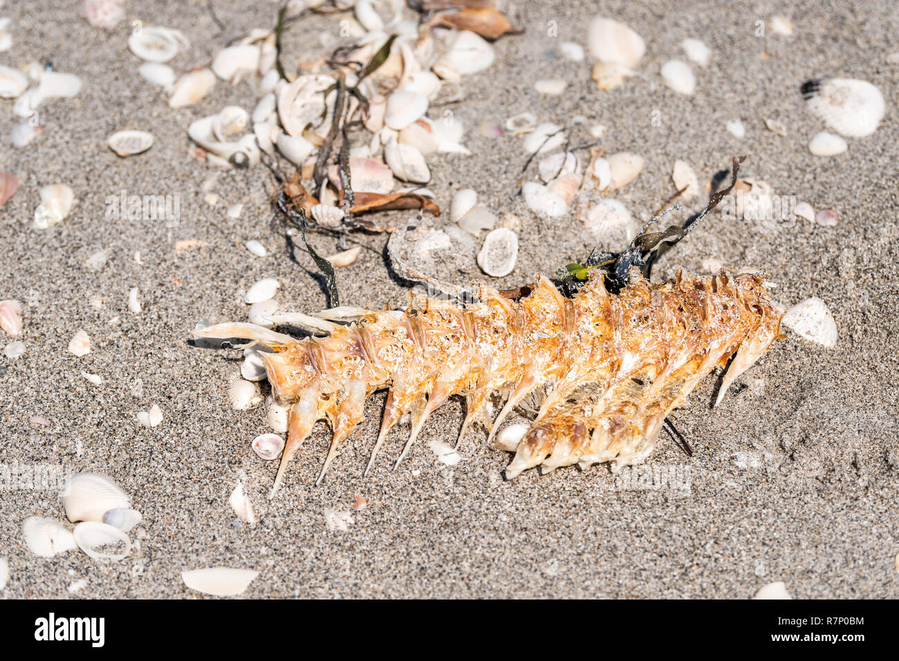 Muchas conchas conchas de mar bombardeo en Sanibel Island, Florida durante el día en la costa del Golfo de México, los huesos del esqueleto de pescado, carcass Foto de stock