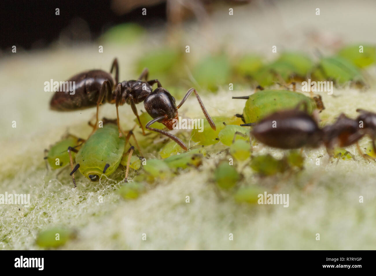 Los áfidos verdes Technomyrmex hormigas tiende sobre un árbol de manzanas, en Albany, Australia Occidental Foto de stock