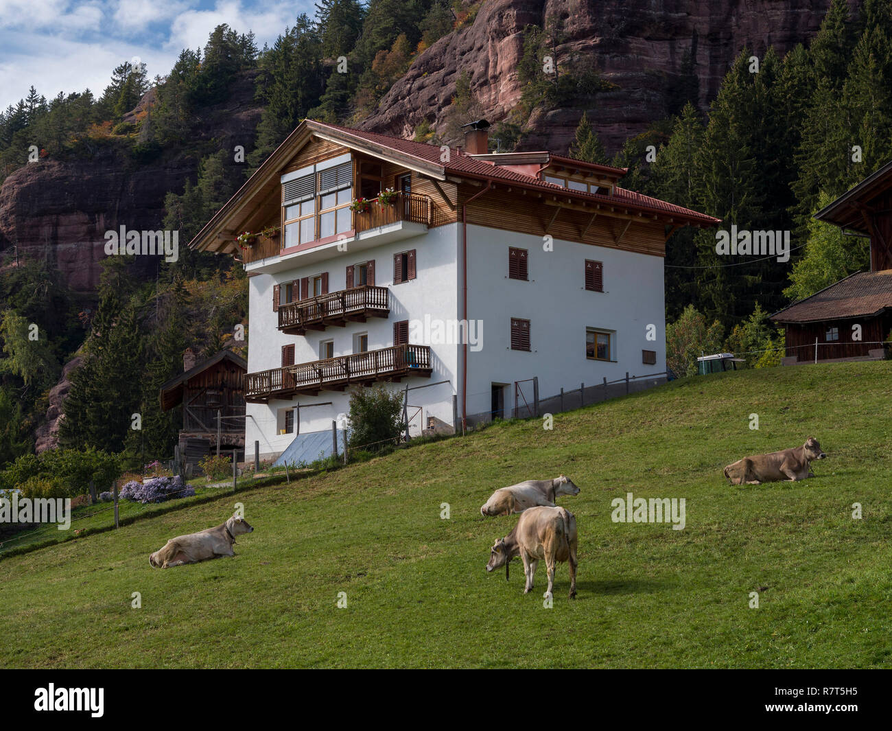 Ganado cercano Tyrol-Bolzano Vöran, región sur, Italia, Europa Foto de stock