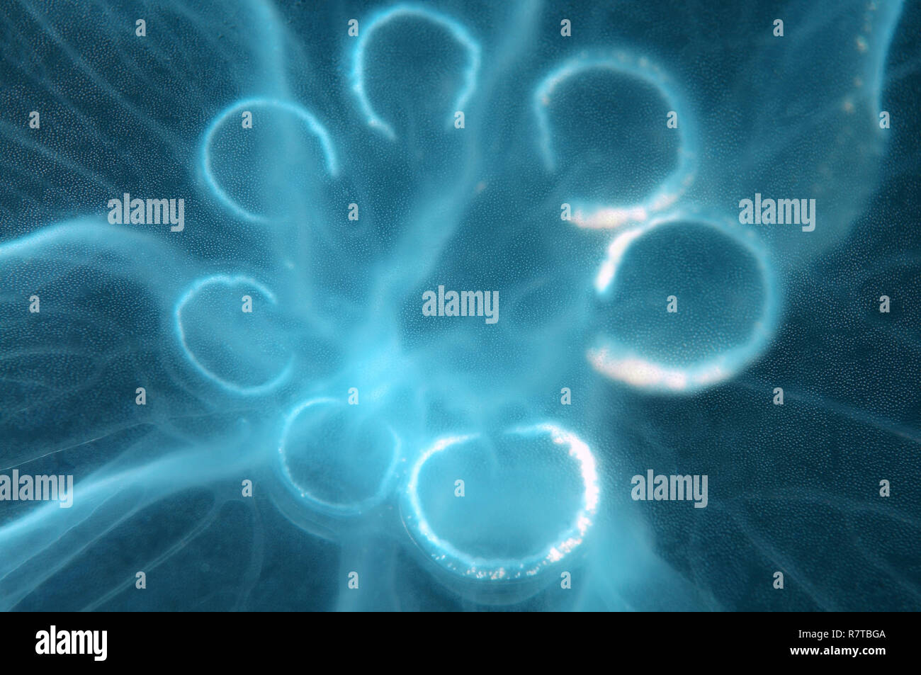 Luna medusas, Platillo Jelly (Aurelia aurita), la mutación genética con siete gónadas en vez de cuatro, con el Mar Negro, en Crimea, Ucrania Foto de stock