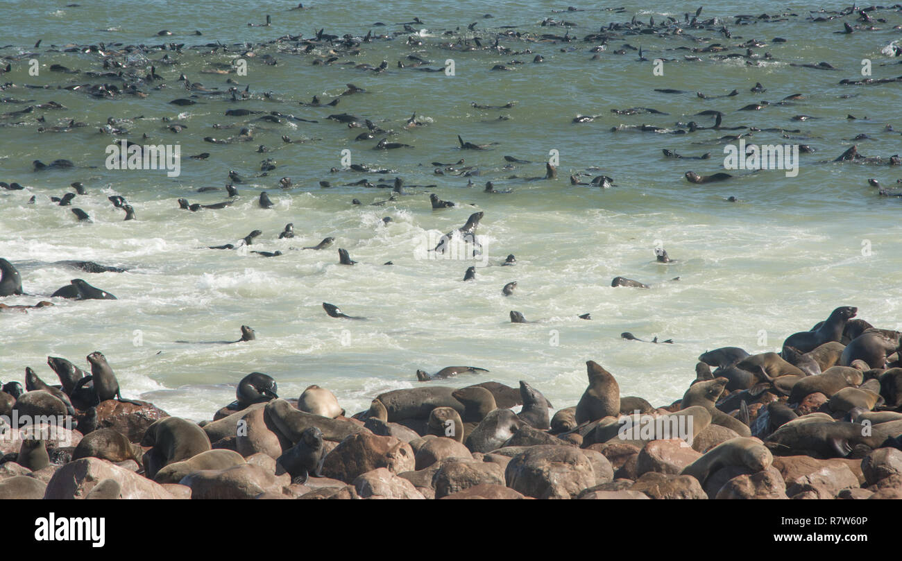 Los lobos marinos del Cabo en la costa oeste namibien Foto de stock