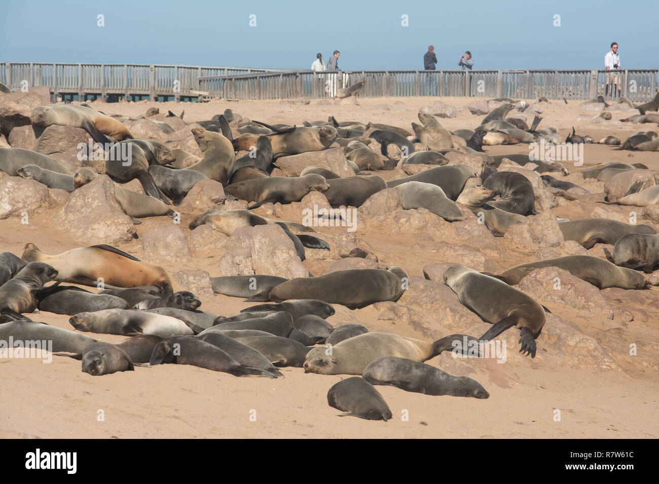 Los lobos marinos del Cabo en la costa oeste namibien Foto de stock