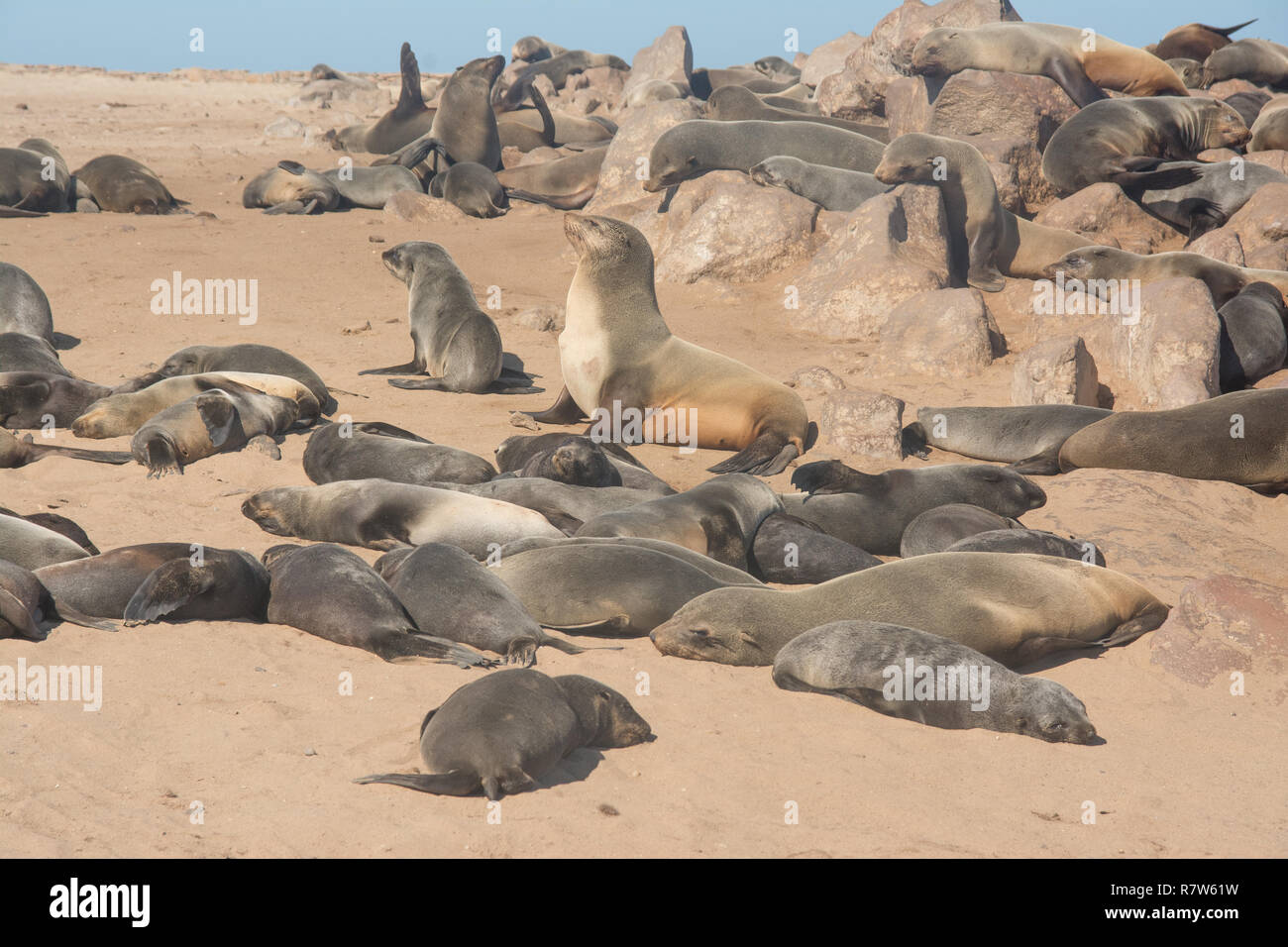 Los lobos marinos del Cabo en la costa oeste namibien Foto de stock