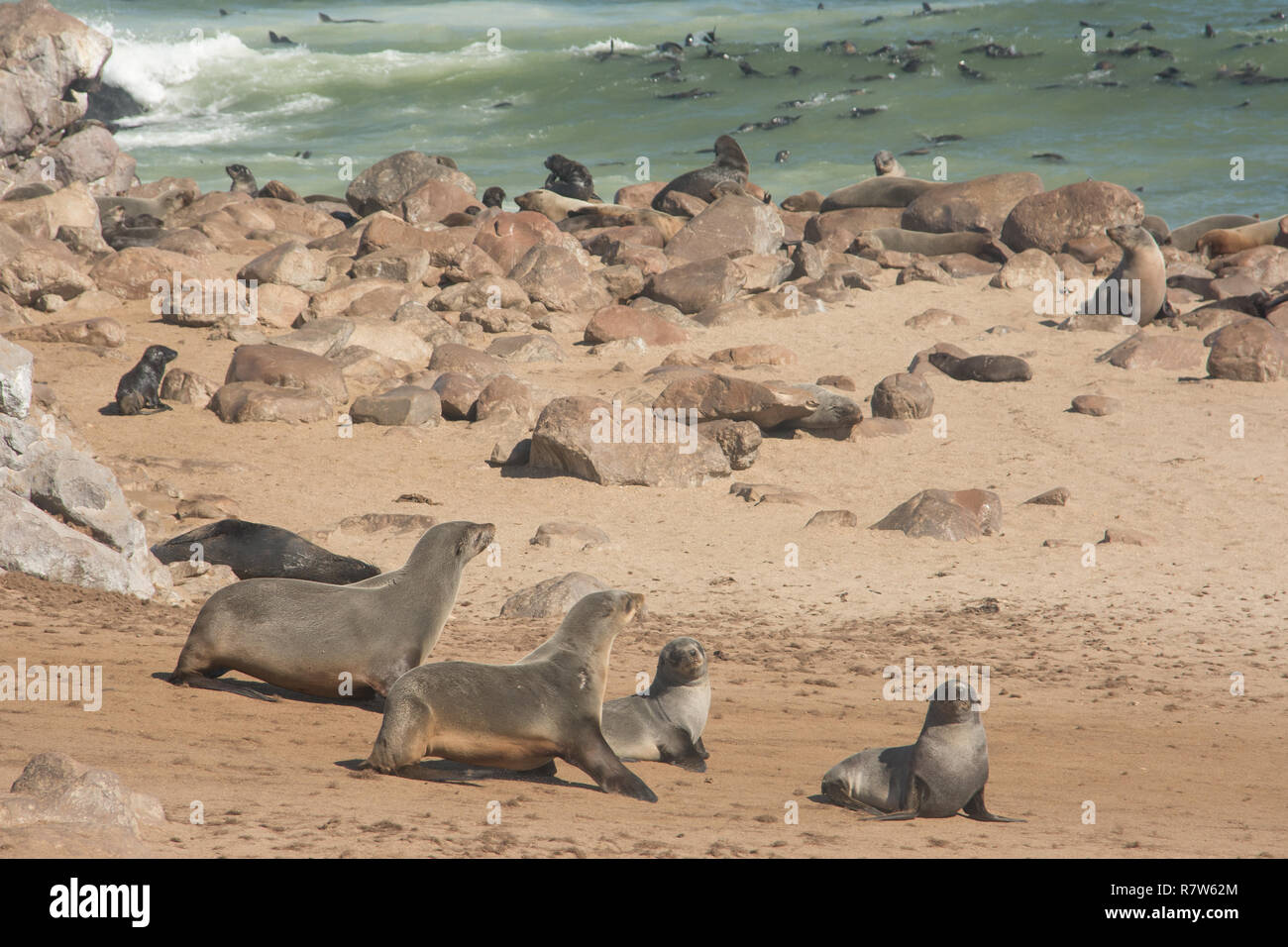 Los lobos marinos del Cabo en la costa oeste namibien Foto de stock