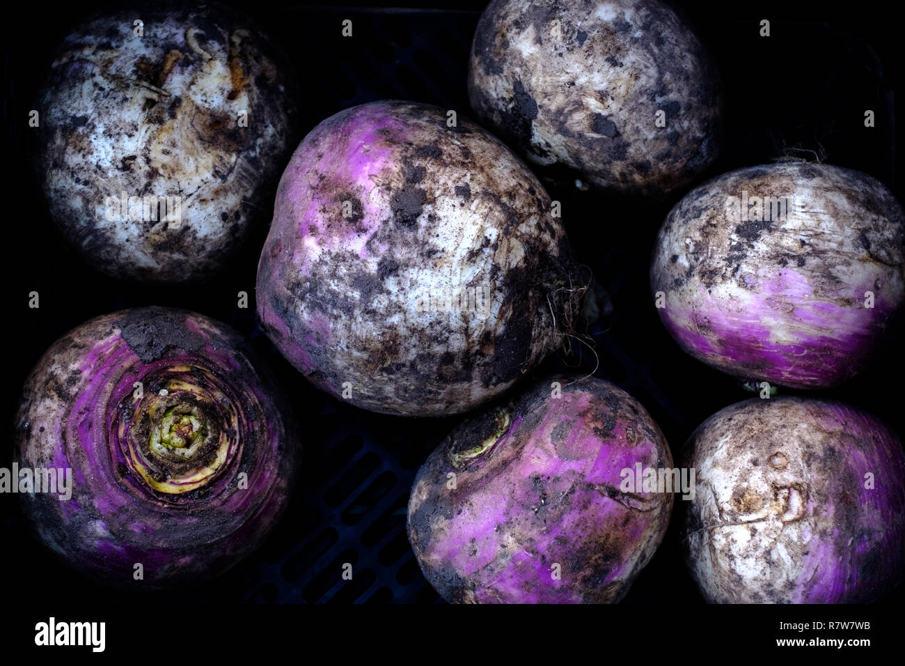Nabos púrpura cubiertos con tierra. Alimentos naturales, verduras orgánicas, nabos Orgánica Foto de stock