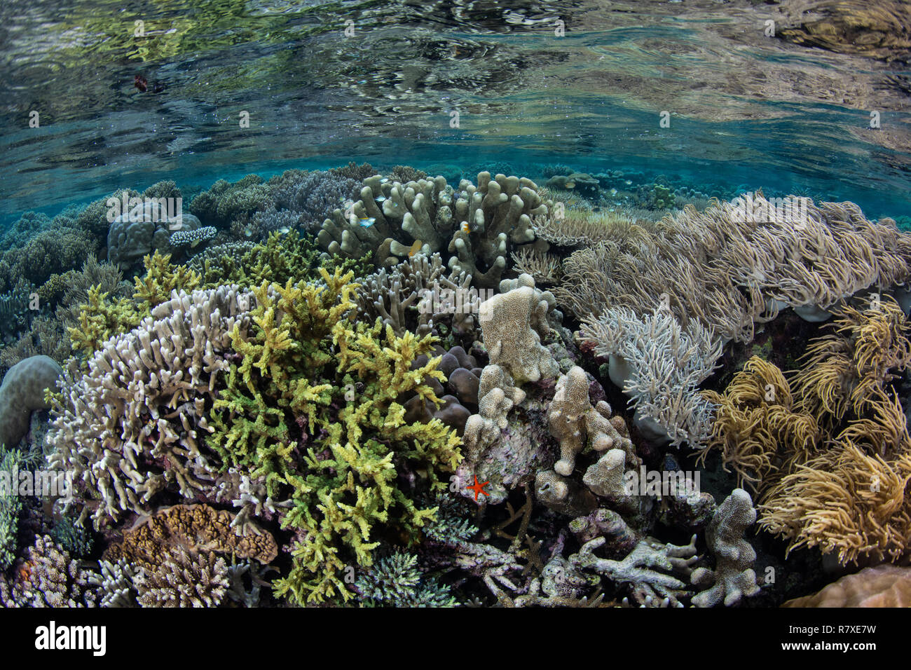 Una barrera coralina crece entre las remotas islas de Raja Ampat, Indonesia. Esta biodiversidad de región es conocida como el "corazón del Triángulo de Coral". Foto de stock