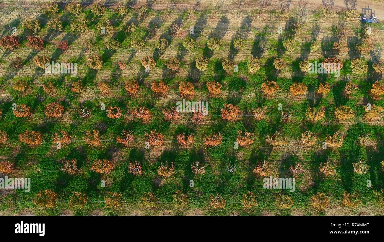 Foto aérea de ordenadas hileras de olivos y frutales en la huerta, al atardecer, en otoño en el porche delantero de granja de 110 acres, Healdsburg, California, USA. Foto de stock