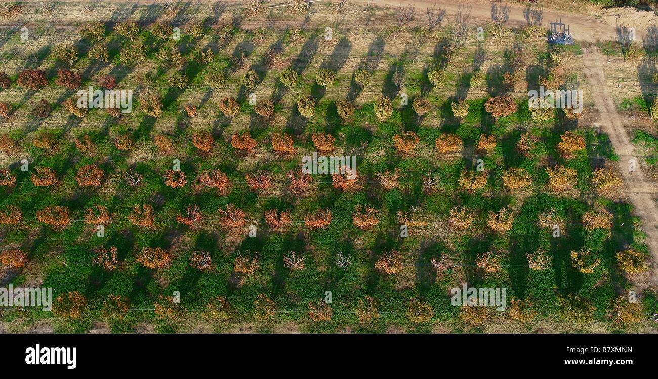 Foto aérea de ordenadas hileras de olivos y frutales en la huerta, al atardecer, en otoño en el porche delantero de granja de 110 acres, Healdsburg, California, USA. Foto de stock