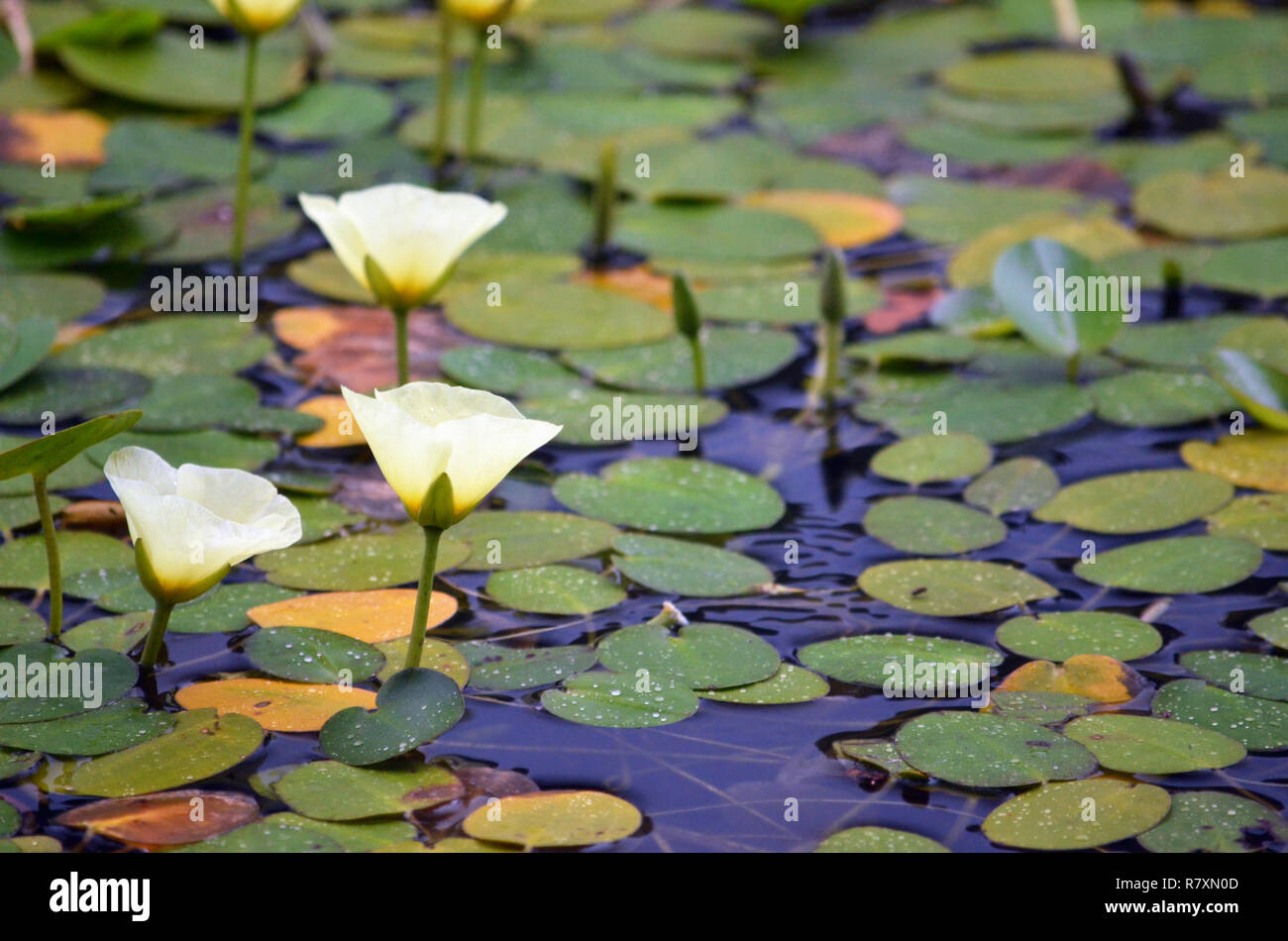 Las flores amarillas de la amapola de agua acuática Hydrocleys nymphoides, familia Alismataceae, creciendo en el río de Hacking, Royal National Park, Sydney. Foto de stock